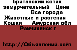 британский котик замурчательный › Цена ­ 12 000 - Все города Животные и растения » Кошки   . Амурская обл.,Райчихинск г.